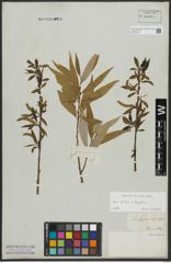 Foto von Salix alba L. x Salix fragilis L.
